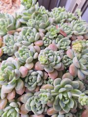 ☆プロリフィカ×ラウル☆カット３苗セット♪多肉植物