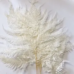 ヒメワラビ(ハーフ) ホワイト花材白 ヒメワラビ(ハーフ) ホワイト花材白