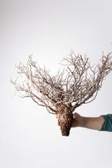 IP99 オペルクリカリア パキプス コーデックス ベアルート株 IP99 オペルクリカリア パキプス コーデックス ベアルート株