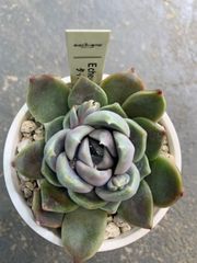 エケベリア　タイニーバーガー　多肉　多肉植物　a25
