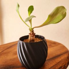 オトンナヘレイ　ヘレー　鉢ごと発送