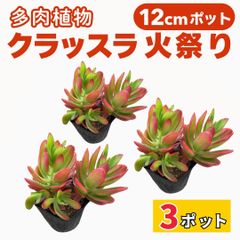 クラッスラ 火祭り 12cm ポット 3個セット 多肉植物 販売 観葉植物 産地直送 苗