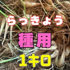 熊本県産 朝採りらっきょう 1kg 無農薬栽培- メルカリ