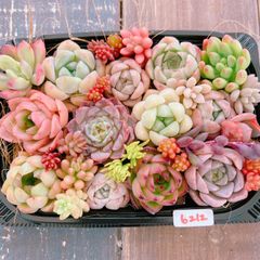 多肉植物 寄せ植えset♡6212♡センペルビウムミニカップ付き