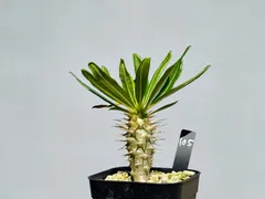 2025年最新】アンボンゲンセ 種の人気アイテム - メルカリ