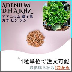 【種子】アデニウム 獅子葉 KHZ / セット割あり 数量1粒から購入OK