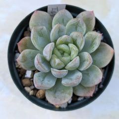 多肉植物　エケベリア　エルサ