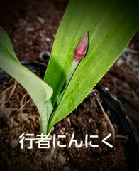 行者にんにく 2024年採り種3.0g(約270粒) お試し栽培 【精選種子