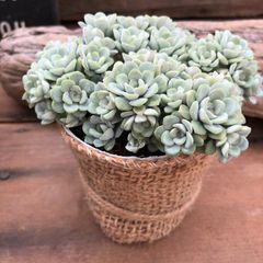 ポットごと 白雪ミセバヤ♡セダム♡多肉植物♡