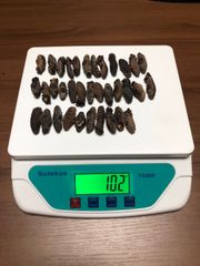 工場直売　関西産　A級品 乾燥赤なまこ  100g35本(計量時102g35本)