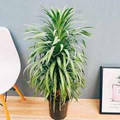 現品］【希少】☆数量限定☆36番 創樹 オリーブ セント