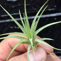 ネコポス＊チランジア イオナンタ ファットボーイ Tillandsia ionantha Fat Boy＊エアプランツ＠フラワーショップ江口