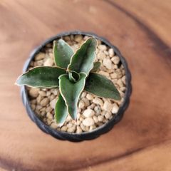 サンスベリア　ロブスタブルー　多肉植物　ホイップ鉢　受け皿付き　2号鉢　3Dプリンタ鉢　鉢ごと発送