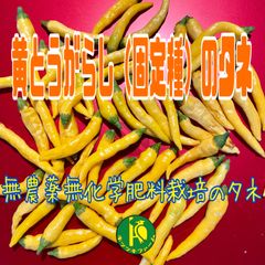 黄とうがらし（唐辛子・固定種）のタネ　50粒　無農薬無化学肥料栽培の種子