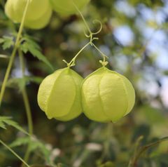 ふうせんかずら　種50粒　花の種