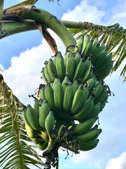 限定特価！沖縄本島北部産　アップルバナナ 大型果実種！株分苗