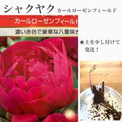 芍薬　シャクヤク　カールローゼンフィールド　1球　★土を少し付けての発送！　★芍薬はドライフラワーにもなります！　★毎年咲きます！