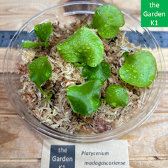 マダガスカリエンセ