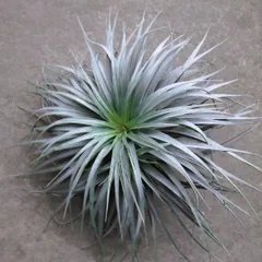 2025年最新】チランジアの人気アイテム - メルカリ