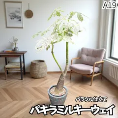 2025年最新】パキラミルキーウェイの人気アイテム - メルカリ
