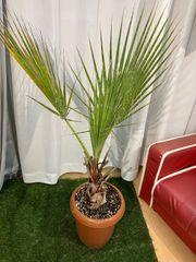 送料込み ココスヤシ 形状良 庭木 シンボルツリー シルバーリーフ