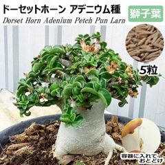 アデニウム 獅子葉 ドーセットホーン PPL アラビカム 種5粒 巻葉 DHA アラビクム オベスム オベサム