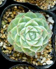 パンドラ　エケベリア　韓国苗　多肉植物