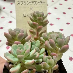 古都の葉さん　小桃いろは　札付き　メルカリ便 古都の葉さん 小桃いろは 札付き メルカリ便 - メルカリ