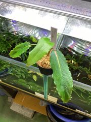 Homalomena sp.