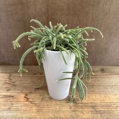 リプサリス　ピロカルパ　現品  Rhipsalis pilocarpa エリスロリプサリス フロストシュガー 朝の霜 髭赤葦 森林サボテン ジャングルサボテン 観葉植物 観葉 植物 珍奇植物 珍奇 珍しい 多肉植物 多肉 カクタス サボテン グリーン