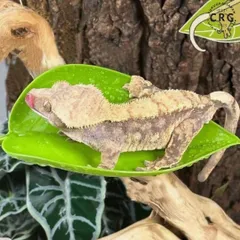 爬虫類 レイアウト 葉っぱ 寝床 おもちゃ カエル トカゲ