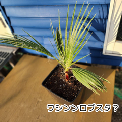【鉢ごと発送】ワシントンヤシ　ロブスタ？　Washingto・・・・？　2025-3-30-wr1