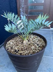 【南ア産・発根済】エンセファラルトス・ホリダス ｜青白葉＆新葉ありNo3-40 南ア産・発根済】エンセファラルトス・ホリダス ｜青白葉＆新葉あり