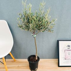 現品］【希少】※売約済※ 法人 ☆おすすめ☆ 93番 フィカス