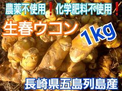 農薬不使用❗化学肥料不使用❗〈生春ウコン　1kg〉長崎県五島列島産