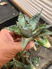 アガベ パラサナ×マルガリータ - メルカリ