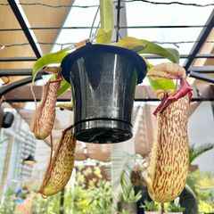 【現品】⑥ ウツボカズラ ネペンテス ミランダ 食虫植物 5号 ハンギング 吊り鉢 ①