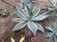 アガベ　エクスパンサパリーダ　大株　子株付き アガベ アメリカーナ エクスパンサパリーダ 大株 直径57