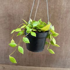 ホヤ メモリア ① Hoya memoria サクララン 桜蘭 観葉植物 観葉 植物 珍奇植物 珍奇 珍しい レア 希少 つる性植物 つる性 ハンギング 吊るす 吊り下げ インテリア プレゼント おしゃれ かわいい 花 おうち時間 グリーン