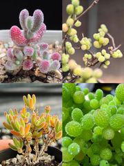 速達便で発送❣️多肉植物　ドロサンテマム　キラキラ  4点セット　カット12本
