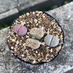 TT'S succulents - メルカリShops