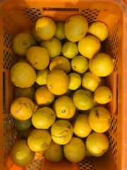 〝出品数のみ在庫〟和歌山県産〝はるか〟 正味10kg 希少柑橘 低減農薬　B級品