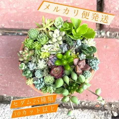 低価格販売 ❤︎多肉植物 赤いポットのちまちま寄植え❤︎このまま発送