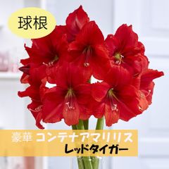 コンテナアマリリス球根　レッドタイガー1球