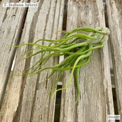 希少❗️エアプランツ　チランジア　ブルボーサ群生✨ エアプランツ チランジア ブルボーサ 二頭群生 bulbosa - メルカリ