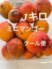沖縄産ミニマンゴー　1キロ　クール便