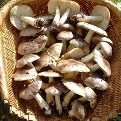 天然きのこ139　シモフリシメジ、チャナメツムタケ1kg