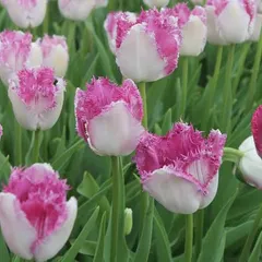 アンティーク 薔薇とチューリップ オービュッソン織クッションカバー