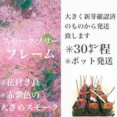 スモークツリー　フレーム　苗・苗木　　★花付きが良いのが特徴！　赤紫色の大きめのスモークでボリューム満点　グリーンの葉は秋には鮮やかな赤に紅葉し、葉・花ともに見応え抜群の品種！　★ポット発送(抜き苗は致しません！) 大きく新芽確認済みのものから発送致します！