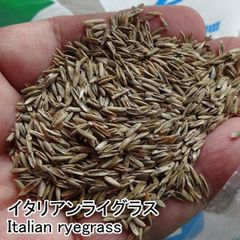 ＜種＞イタリアンライグラス　さちあおば　30ｇ　たね　極早生　PVP登録品種